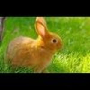 Meet your Posher Bunny